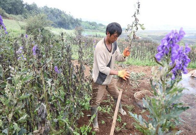 好医生精准扶贫花开彝寨 丰收喜悦写满村民笑脸